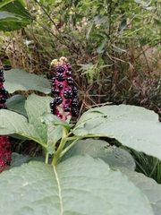 Phytolacca acinosa