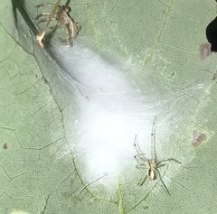Pityohyphantes