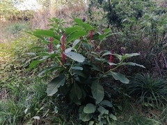 Phytolacca acinosa