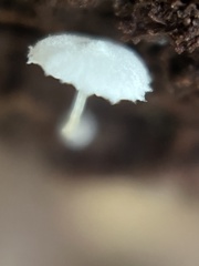 Cystolepiota