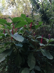 Phytolacca acinosa