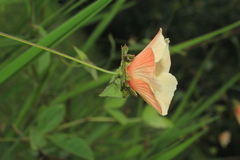 Peltaea riedelii