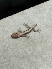 Lepidodactylus lugubris