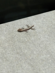 Lepidodactylus lugubris