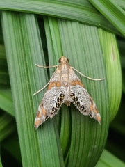 Petrophila jaliscalis