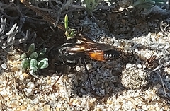 Sphex funerarius