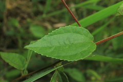 Peltaea riedelii
