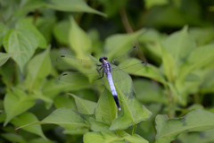 Orthetrum albistylum speciosum