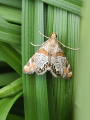 Petrophila jaliscalis