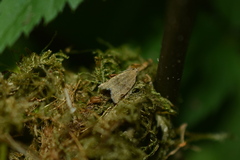 Clepsis virescana