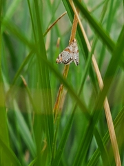 Petrophila jaliscalis