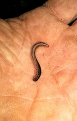 Ommatoiulus moreleti