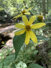 Helianthus decapetalus
