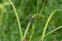 Orthetrum albistylum speciosum