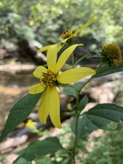Helianthus decapetalus
