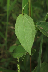 Peltaea riedelii