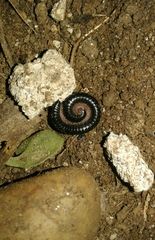 Ommatoiulus moreleti