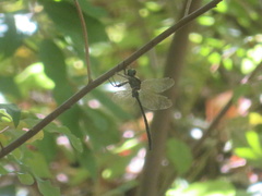 Somatochlora linearis