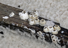 Amphibalanus improvisus