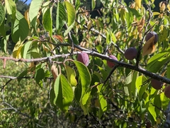 Prunus americana