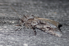 Sympistis dentata