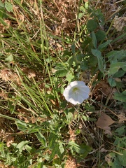 Calystegia spithamaea