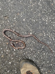 Lampropeltis triangulum