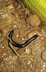 Ommatoiulus moreleti