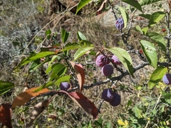 Prunus americana