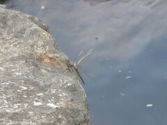 Austrocordulia refracta