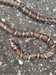 Lampropeltis triangulum