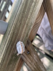 Megalopyge opercularis