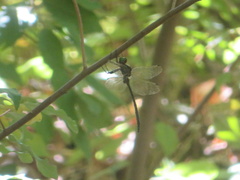 Somatochlora linearis