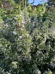 Thymus pulegioides