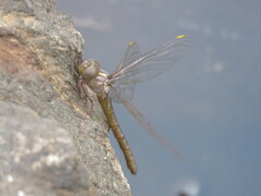 Austrocordulia refracta