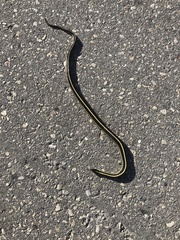 Thamnophis radix