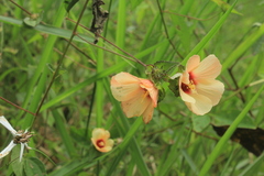 Peltaea riedelii