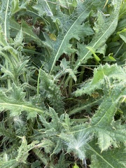 Cirsium pumilum