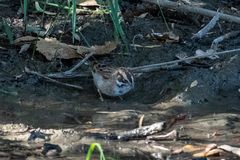 Chondestes grammacus