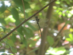 Somatochlora linearis