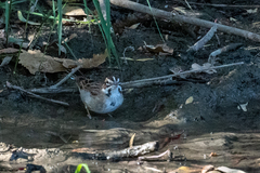 Chondestes grammacus