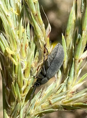 Bothrotes canaliculatus