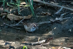 Chondestes grammacus