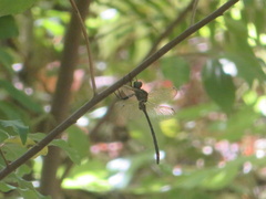 Somatochlora linearis