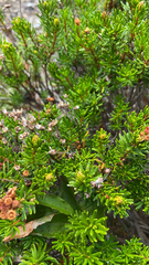 Phyllodoce empetriformis