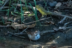 Chondestes grammacus