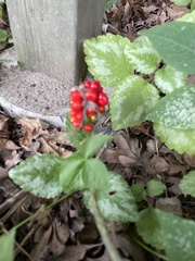 Rubus hispidus
