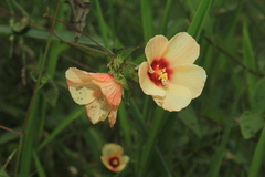 Peltaea riedelii