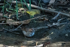 Chondestes grammacus