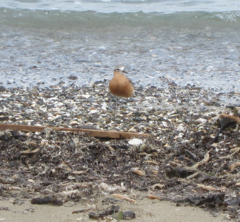 Charadrius obscurus aquilonius